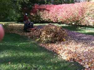 tallmadge ohio, akron ohio, ohio leaves, leaf, autumn,