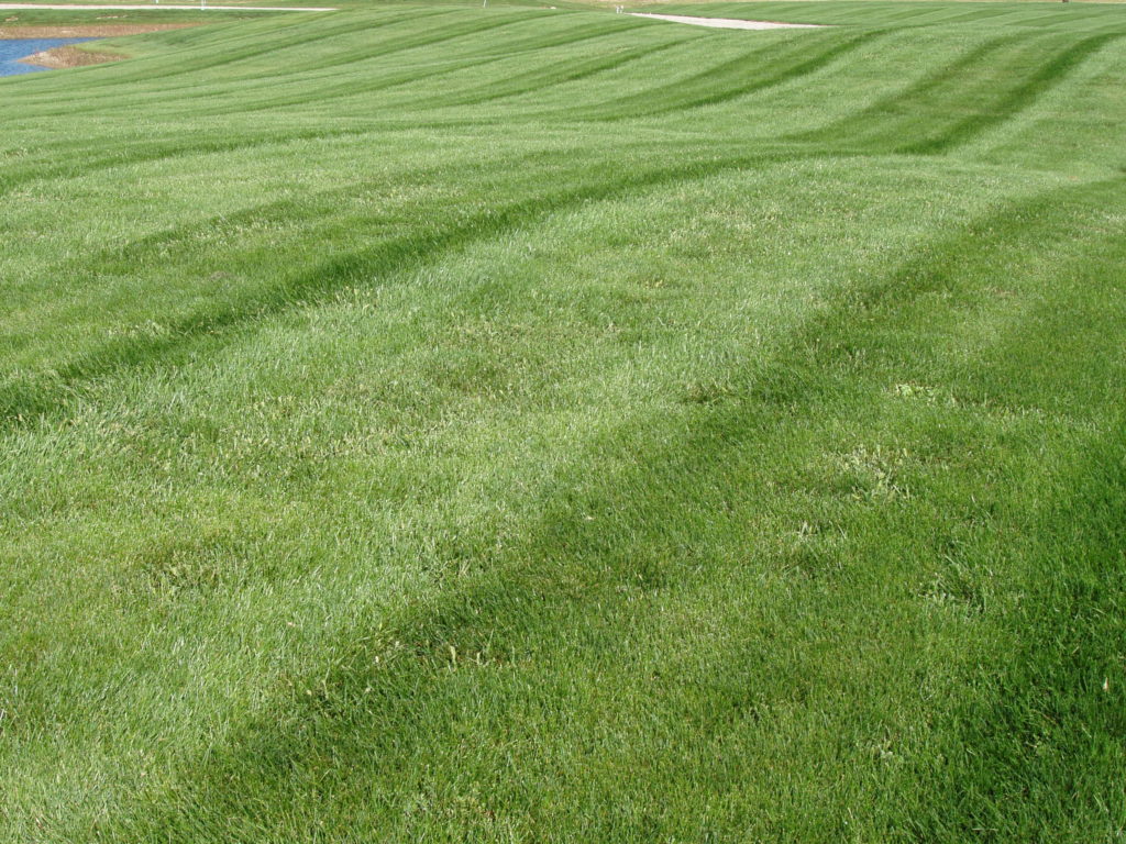 lawn care, lawn mowing, landscaping, landscaper, lawn mowing service,