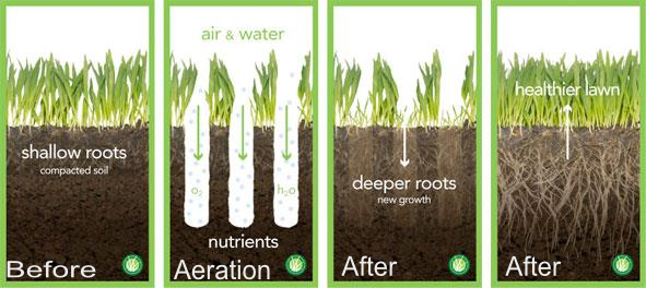 aeration, aerated, aerating, healthy lawn, compacted soil, akron ohio, lawn care, lawn service, landscaping, landscaper, lawn maintenance,
