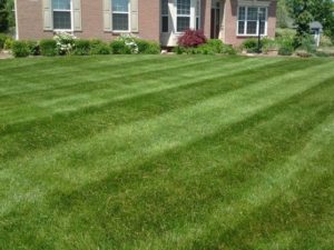 Lawn care, landscaper, lawn mowing, landscaping, mowing service, landscape service, mowing, cuyahoga falls ohio, cuyahoga falls oh, 44223, 44221,