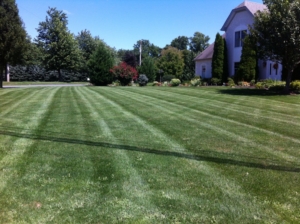 akron ohio, daffodil, roses, maple, pine tree, blue spruce, mowing,