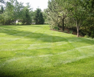 lawn care in norton ohio, 44203,