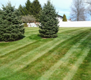 tree, shrub, hedge, bush, grass, akron ohio, mowing, aeration