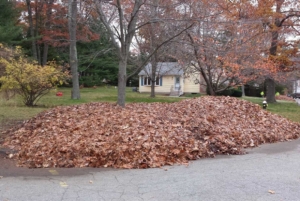 piling leaves, leaf cleanup, akron ohio, northeast ohio, summit county ohio, mowing,