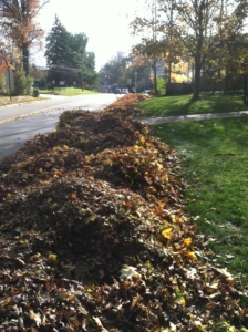 piles of leafs, akron ohio, new frankling ohio, leaf cleaning, fall cleaning, grass,