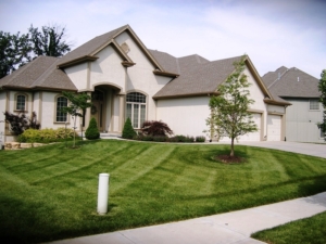 sedum, aster, akron ohio, landscaping, 44286,