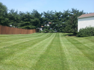 woods, white pine, lawn care, lawn aeration, ohio,