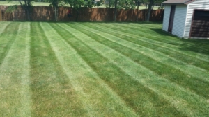 droughting, drought, brown grass, mowing pattern, akron ohio, landscaping,