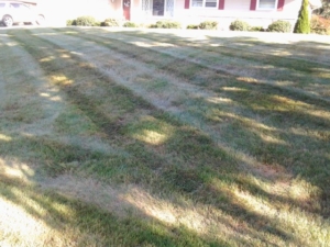 copley ohio lawn care, feed, 44321,