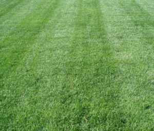 lawn mowing, akron ohio, lawn care,