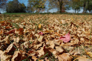 leaf, leaves, clean up, fall clean up, lawn care