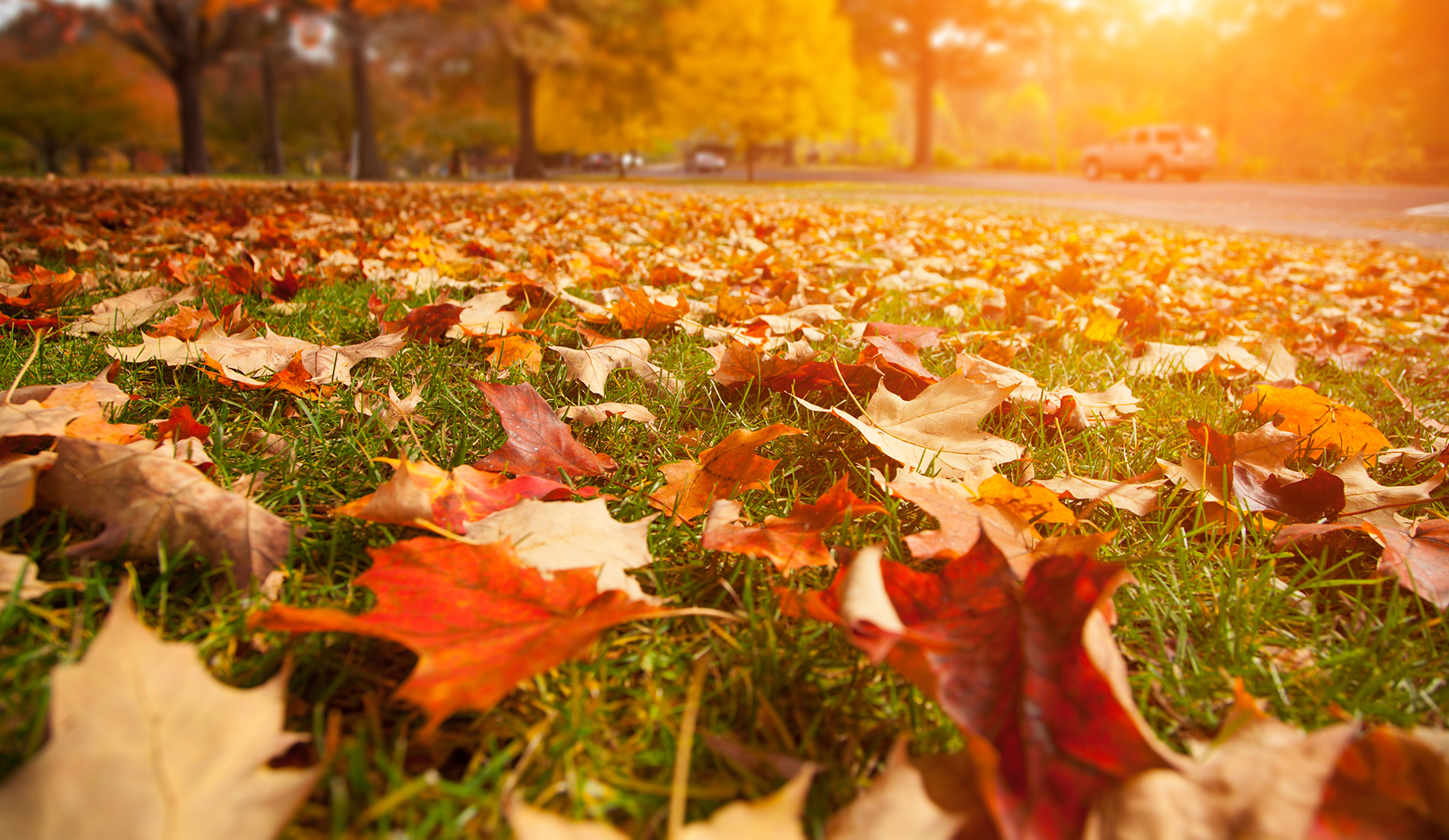 fall leaves, Lawn care, landscaper, lawn mowing, landscaping, mowing service, landscape service, mowing, fall clean up, ohio,