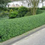 hedge pruning services, lawn care, landscaping, lawn mowing, grass, landscaper, mowing service, fairlawn ohio,