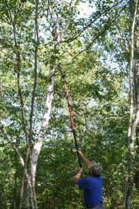 Tree Trimming, Hedge Pruning, Shrub Trimming