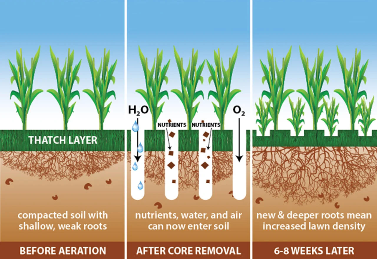 Core Aeration Illustration