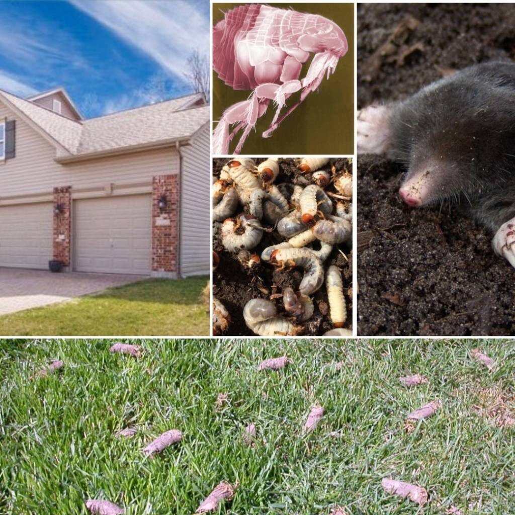 4 seasons services, pest control, insect control, mole control, vole control, perimeter sprays, lawn care company