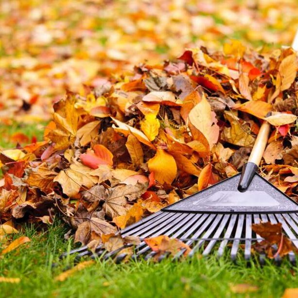 fall leaves, Lawn care, landscaper, lawn mowing, landscaping, mowing service, landscape service, mowing, ohio clean ups, ohio,