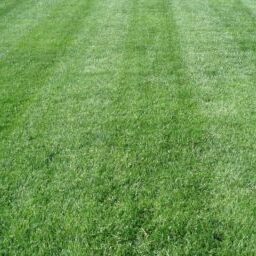 Lawn care, landscaper, lawn mowing, landscaping, mowing service, landscape service, mowing, firestone park oh, firestone park ohio,