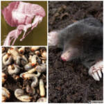 lawn pest, turf pest, 4 seasons services, ohio, lawn applications, lawn treatments, mole, vole